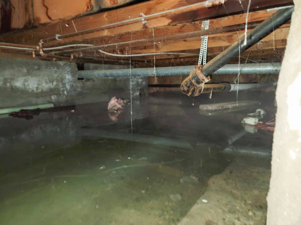 Best Water damage cleanup near me  in New Waverly, TX