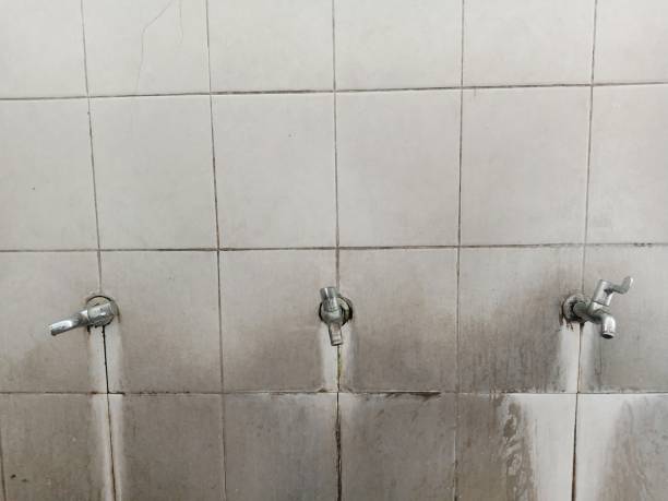 Best Mold removal after water damage  in New Waverly, TX